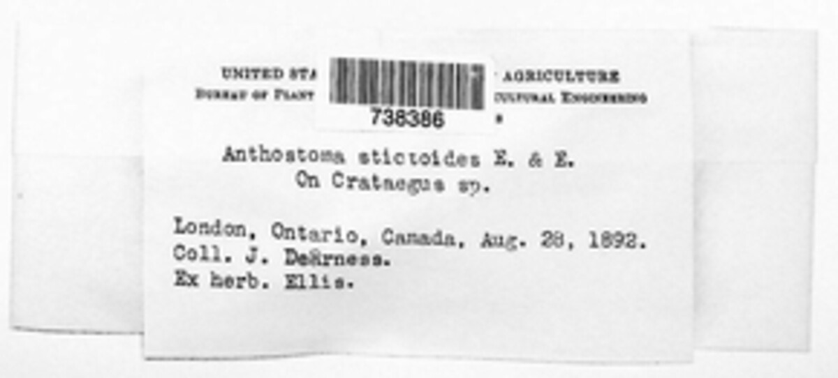 Anthostoma stictoides image